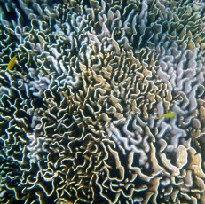 Ishigaki Island's famous blue corals
